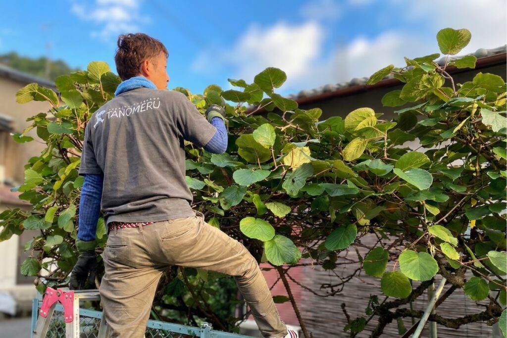 たのめる　剪定